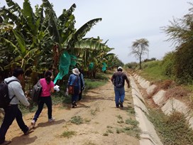banana plantation
